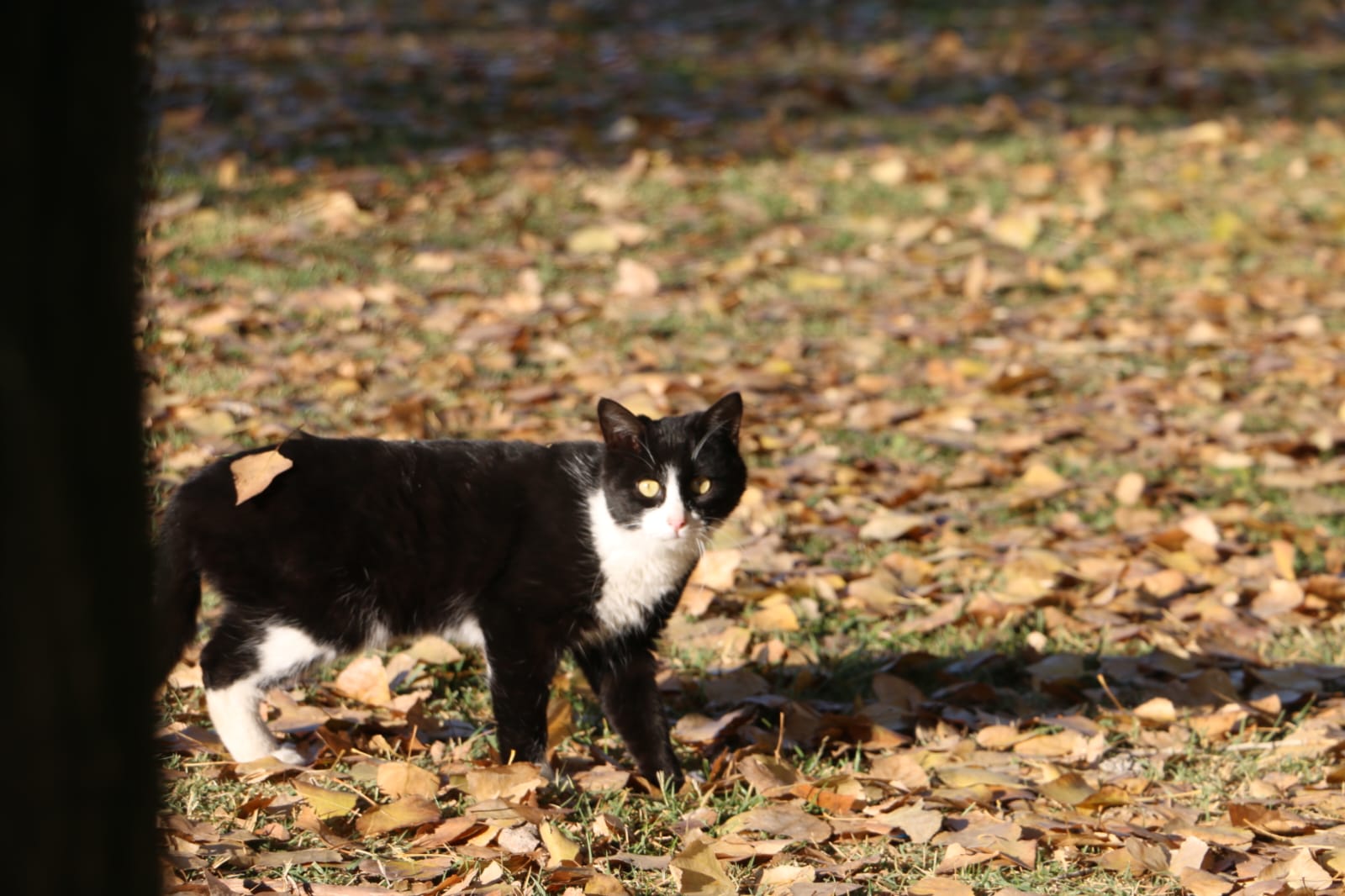 KAFİYE-Lİ “Mevsimlerin Öyküsü”-YADİGAR ESKİ