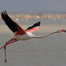 ALLI TURNAM-AVNİ KURU